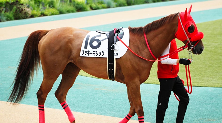 実際の競走馬で実証実験中