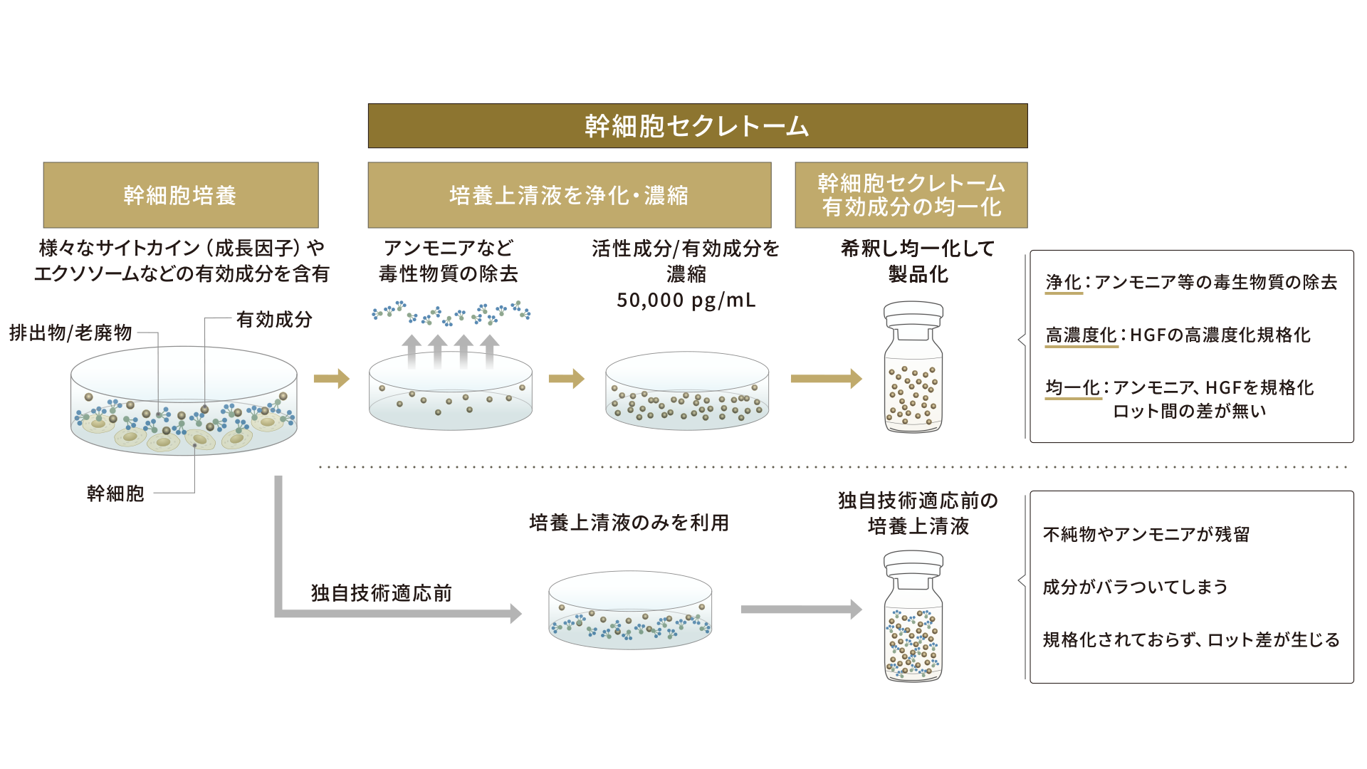 幹細胞セクレトームの独自技術（浄化・高濃度化・均一化）の図解