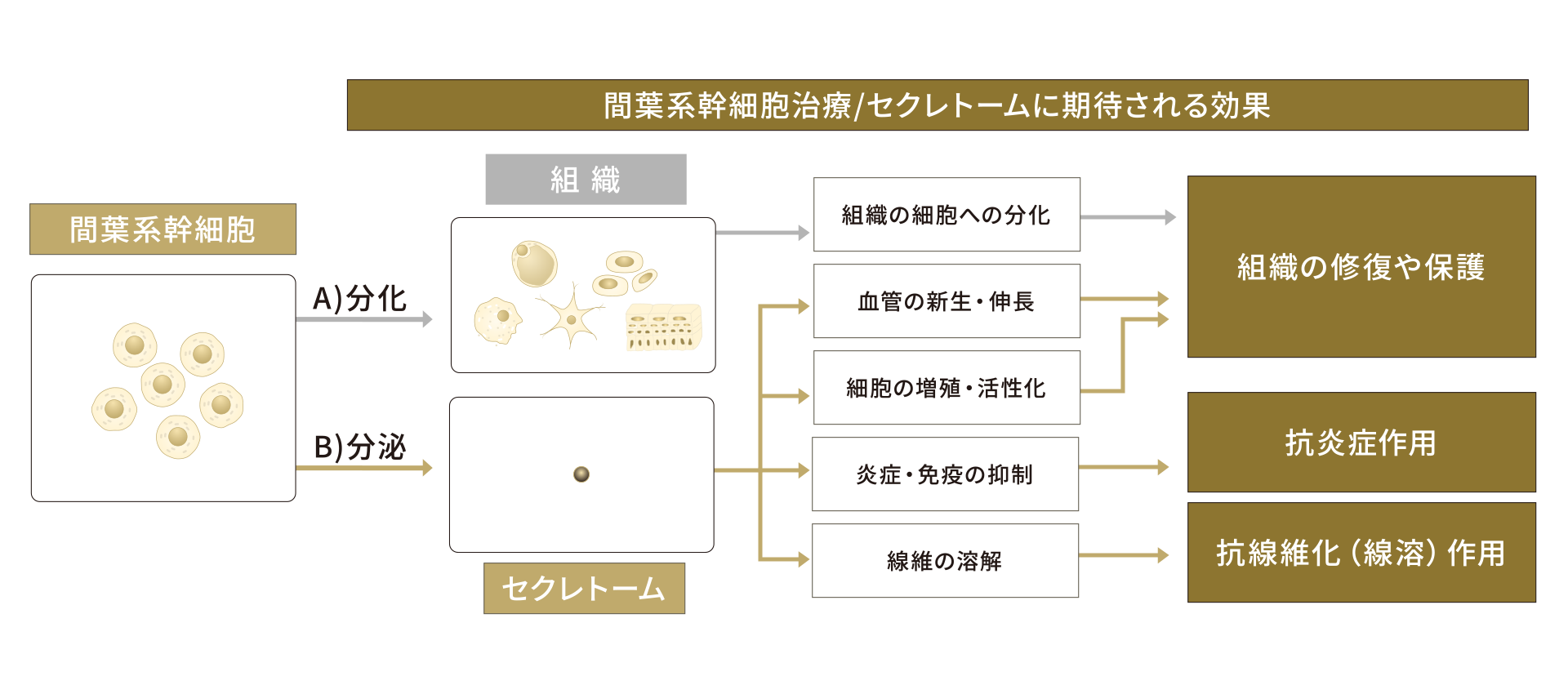 幹細胞セクレトームが持つ3つの可能性（組織修復・抗炎症・抗線維化作用）の図解